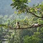 Monkey-forest-Lombok-Indonesia