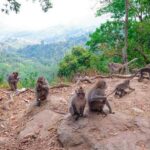 Monkey-forest-Lombok-Indonesia-2