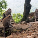 Monkey-forest-Lombok-Indonesia-3